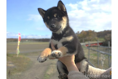 成約済の宮城県の柴犬-350579の8枚目