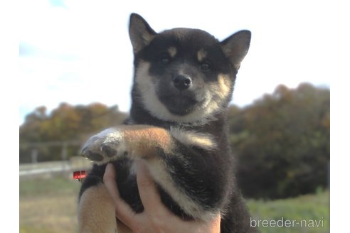 成約済の宮城県の柴犬-350579の7枚目