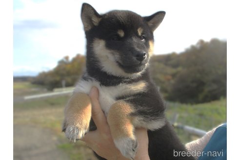 成約済の宮城県の柴犬-350579の6枚目