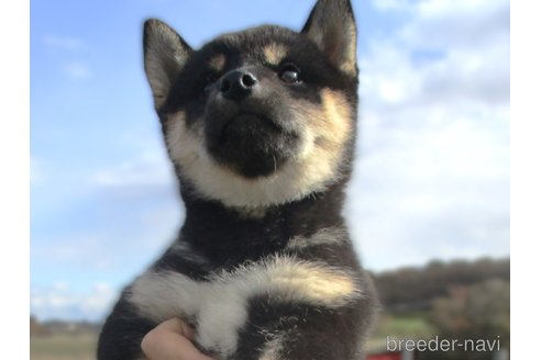 成約済の宮城県の柴犬-350579の5枚目