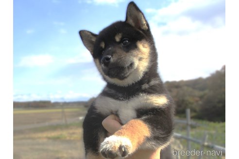 成約済の宮城県の柴犬-350579の4枚目