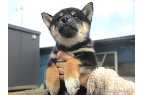 成約済の宮城県の柴犬-350579の2枚目