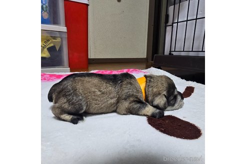 成約済の岡山県のミニチュアシュナウザー-353359の11枚目