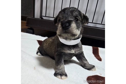 成約済の岡山県のミニチュアシュナウザー-353360の20枚目