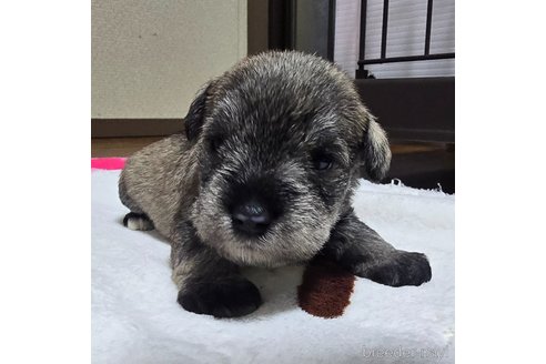 成約済の岡山県のミニチュアシュナウザー-353363の22枚目