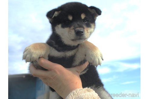 成約済の宮城県の柴犬-350468の1枚目