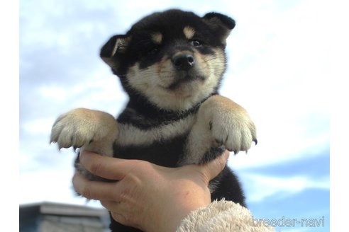 成約済の宮城県の柴犬-350468の7枚目
