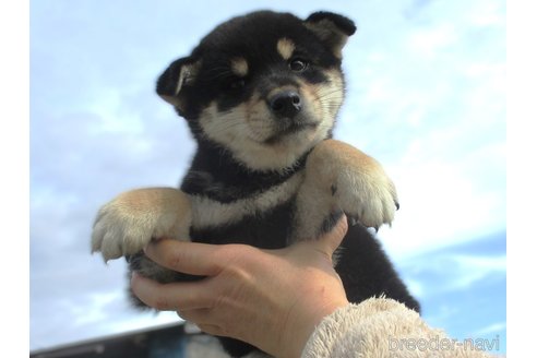 成約済の宮城県の柴犬-350468の6枚目
