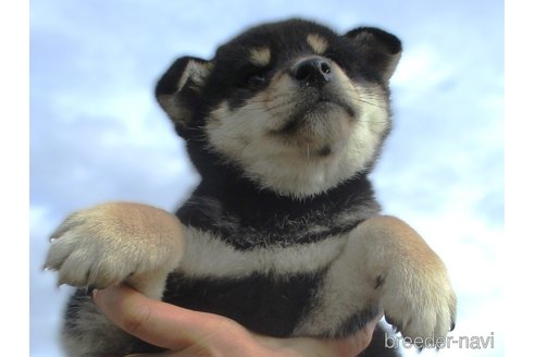 成約済の宮城県の柴犬-350468の5枚目