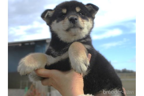 成約済の宮城県の柴犬-350468の4枚目