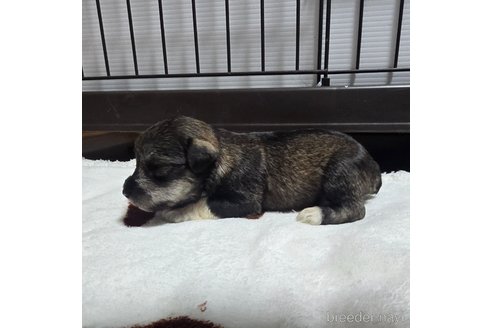 成約済の岡山県のミニチュアシュナウザー-353365の3枚目