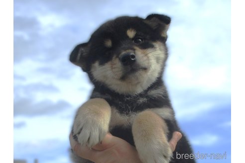 成約済の宮城県の柴犬-350468の3枚目