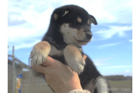 成約済の宮城県の柴犬-350468の2枚目