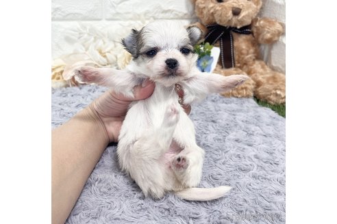 成約済の福岡県のチワマル:チワワ×マルチーズ-347612の36枚目