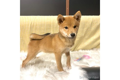 成約済の栃木県の柴犬-330572の11枚目