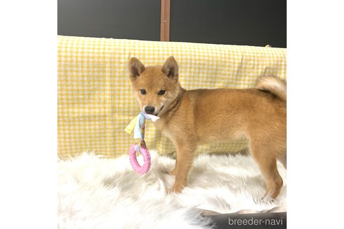 成約済の栃木県の柴犬-330572の12枚目