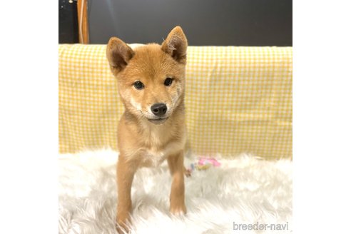成約済の栃木県の柴犬-330572の10枚目