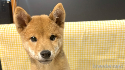 成約済の栃木県の柴犬-330572の9枚目