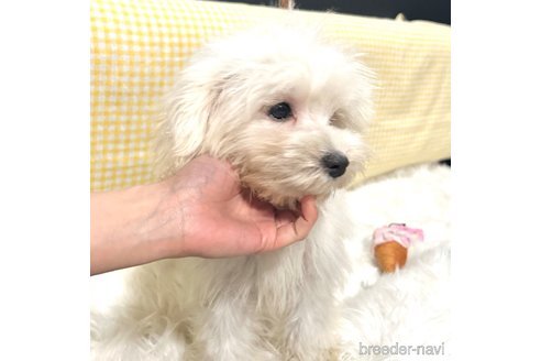 成約済の栃木県のマルプー:マルチーズ×トイプードル-335292の19枚目