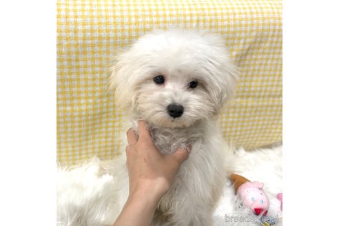 成約済の栃木県のマルプー:マルチーズ×トイプードル-335292の17枚目