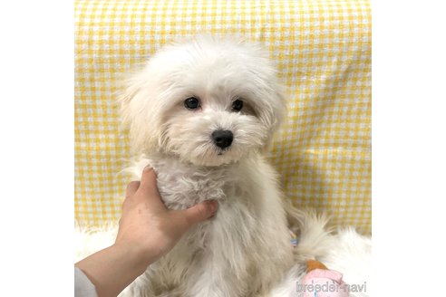 成約済の栃木県のマルプー:マルチーズ×トイプードル-335292の18枚目
