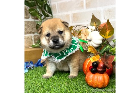 成約済の愛知県の柴犬-353390の18枚目