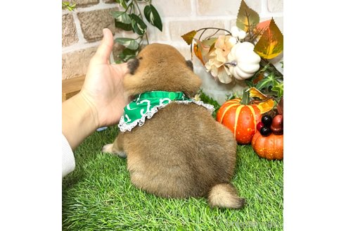 成約済の愛知県の柴犬-353390の17枚目