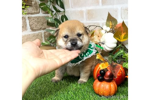 成約済の愛知県の柴犬-353390の16枚目