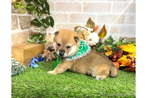 成約済の愛知県の柴犬-353390の15枚目