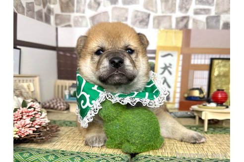成約済の愛知県の柴犬-353390の14枚目