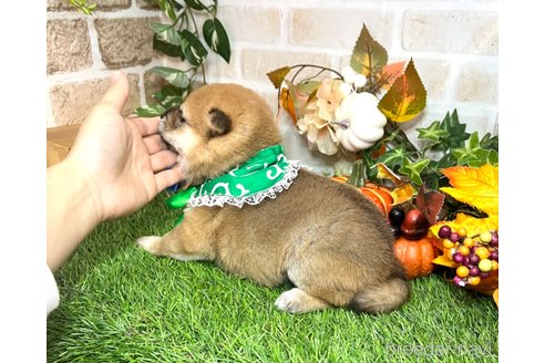 成約済の愛知県の柴犬-353390の13枚目