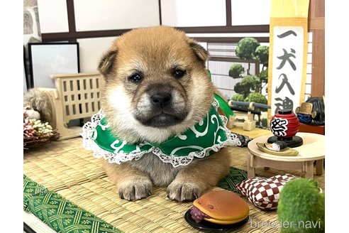 成約済の愛知県の柴犬-353390の12枚目