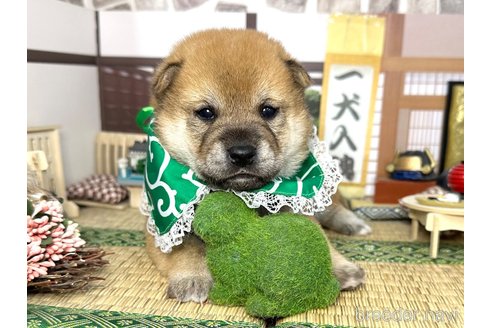 成約済の愛知県の柴犬-353390の11枚目