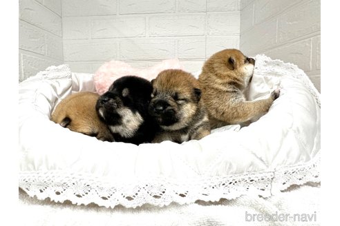 成約済の愛知県の柴犬-353390の6枚目