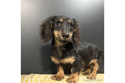 成約済の栃木県のミニチュアダックスフンド(ロングヘアード)-339717の26枚目