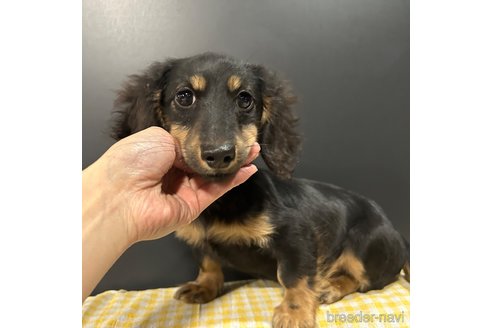 成約済の栃木県のミニチュアダックスフンド(ロングヘアード)-339717の24枚目
