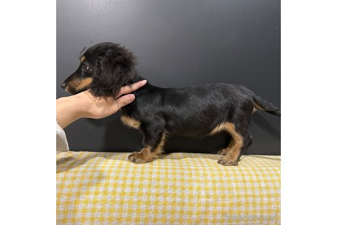 成約済の栃木県のミニチュアダックスフンド(ロングヘアード)-339717の23枚目