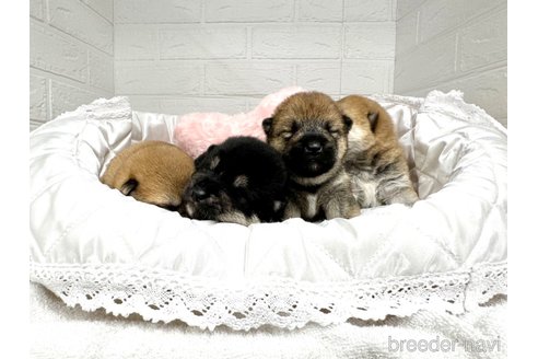 成約済の愛知県の柴犬-353391の14枚目
