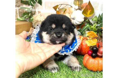 成約済の愛知県の柴犬-353391の15枚目