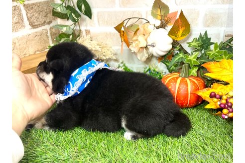 成約済の愛知県の柴犬-353391の5枚目