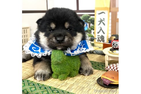 成約済の愛知県の柴犬-353391の6枚目