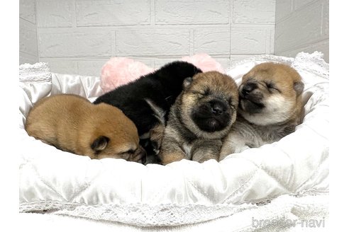 成約済の愛知県の柴犬-353391の8枚目