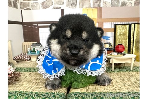 成約済の愛知県の柴犬-353391の9枚目