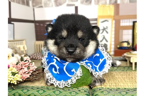 成約済の愛知県の柴犬-353391の10枚目