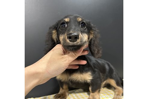 成約済の栃木県のミニチュアダックスフンド(ロングヘアード)-339717の22枚目