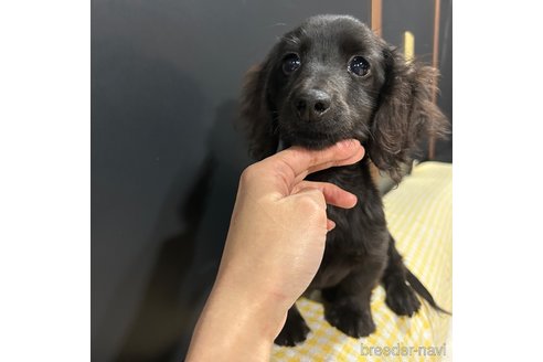 成約済の栃木県のミニチュアダックスフンド(ロングヘアード)-339726の3枚目