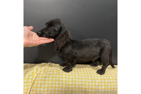 成約済の栃木県のミニチュアダックスフンド(ロングヘアード)-339726の2枚目