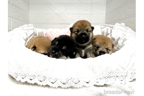 成約済の愛知県の柴犬-353392の8枚目