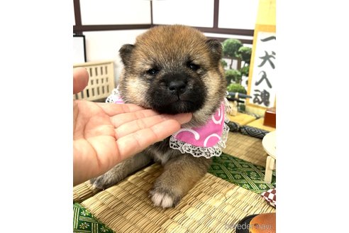 成約済の愛知県の柴犬-353392の10枚目