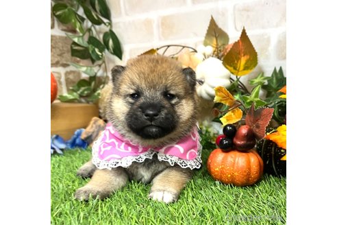 成約済の愛知県の柴犬-353392の1枚目